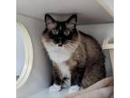 Adopt Billy a Brown or Chocolate Birman / Mixed cat in Toledo, OH (37631000)