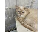 Adopt Raider a Orange or Red Domestic Shorthair / Mixed cat in Spanish Fork