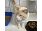 Adopt Walker a Orange or Red Domestic Shorthair / Mixed cat in Spanish Fork