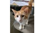 Adopt Gilligan a Orange or Red Tabby Domestic Shorthair / Mixed (short coat) cat