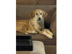 Adopt Winnie Belle a White - with Tan, Yellow or Fawn Great Pyrenees / Doberman
