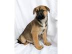 Adopt Leroy a Tricolor (Tan/Brown & Black & White) German Shepherd Dog /