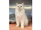 Adopt Flake a Domestic Mediumhair / Mixed (short coat) cat in Heber