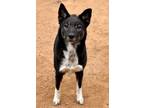 Adopt Oreo a Black - with White Akita / Shepherd (Unknown Type) / Mixed dog in