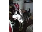Adopt Zolla a Black - with White Husky / Husky / Mixed dog in Blacksburg