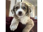 Adopt Sally Linda a Mixed Breed (Medium) / Mixed dog in Vancouver, WA (37629917)