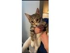 Adopt Nani a Brown Tabby Domestic Shorthair / Mixed (short coat) cat in Layton