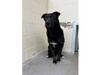 Adopt Mouse a Black - with White Shepherd (Unknown Type) / Mixed dog in Fallon