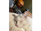 Adopt Moonshine a White (Mostly) American Shorthair / Mixed (short coat) cat in