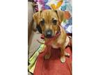Adopt Gina a Brown/Chocolate - with Black Dachshund / Jack Russell Terrier /