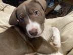 Adopt Cocoa a Brown/Chocolate - with White Great Pyrenees / American