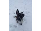 Adopt Milo a Brindle - with White Australian Cattle Dog / American Pit Bull