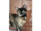 Adopt Laika A All Black Domestic Shorthair / Domestic Shorthair / Mixed Cat In