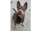 Adopt Axe a Brown/Chocolate Mixed Breed (Large) / Mixed dog in Beatrice