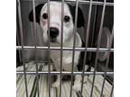 Adopt Nero a White - with Tan, Yellow or Fawn Beagle / Mixed dog in Greensboro