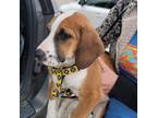 Adopt Rascal a Tan/Yellow/Fawn Foxhound / Mixed dog in joppa, MD (37629421)