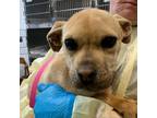 Adopt Trina a Tan/Yellow/Fawn Boxer / Mixed dog in Ardmore, OK (37629417)