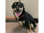 Adopt Timber a Black Shiba Inu / Mixed dog in Ardmore, OK (37629413)