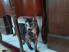 Adopt Silky a Tortoiseshell American Shorthair / Mixed (short coat) cat in New