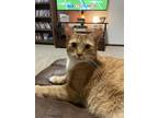 Adopt Ollie a Orange or Red Tabby Domestic Shorthair / Mixed cat in Oak Grove