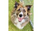 Adopt Rex a Border Collie / Australian Shepherd / Mixed dog in Novato