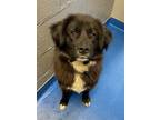 Adopt Moe a Black Curly-Coated Retriever / Mixed dog in Lancaster, SC (37629015)