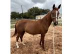 Adopt Eden a Quarterhorse / Mixed horse in Houston, TX (37628766)