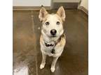Adopt Rhea a White - with Tan, Yellow or Fawn Husky / Mixed dog in Tulsa