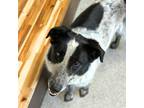 Adopt Bohannon A Black Australian Shepherd / Mixed Dog In Durango, CO (37628403)