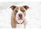 Adopt Big Mama a Gray/Blue/Silver/Salt & Pepper American Pit Bull Terrier /