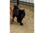Adopt Ruby (Roxy) a Black Chow Chow / Mixed dog in Fallston, MD (37627970)