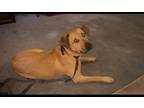 Adopt Shaggy a Tan/Yellow/Fawn Black Mouth Cur / Mixed dog in Chester