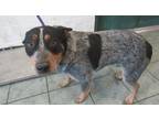 Adopt Jarret a Gray/Blue/Silver/Salt & Pepper Australian Cattle Dog dog in