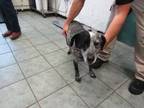 Adopt Hank a Black Blue Heeler dog in Weatherford, TX (37627921)