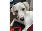 Adopt Bailey a Tan/Yellow/Fawn Mountain Cur / Mixed dog in Girard, PA (37611370)