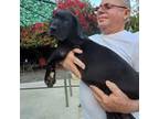 Great Dane Puppy for sale in Cutler Bay, FL, USA