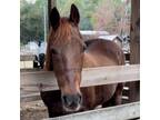 Adopt Janey a Quarterhorse / Mixed horse in FREEPORT, FL (35199975)