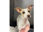 Adopt MARY a Parson Russell Terrier