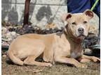Hazel, American Pit Bull Terrier For Adoption In Portage, Wisconsin