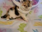 Calico Persian Female Kitty