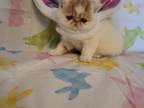 Red And White Male Persian Kitten For Sale