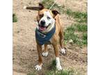Adopt Sable a Pit Bull Terrier