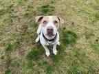 Adopt MIRACLE a Pit Bull Terrier, Mixed Breed