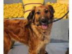 Adopt JEWEL a Setter, German Shepherd Dog