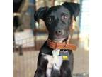 Adopt Pomona a Terrier, Labrador Retriever