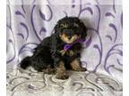 Poodle (Toy) PUPPY FOR SALE ADN-574837 - Poodle Toy
