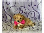 Poovanese PUPPY FOR SALE ADN-574939 - Poovanese
