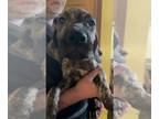 Great Dane PUPPY FOR SALE ADN-574886 - Great Dane Puppies