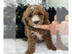 Poodle (Miniature) PUPPY FOR SALE ADN-575132 - Tallys Black boy