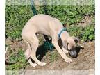 Whippet PUPPY FOR SALE ADN-575018 - Price reducedWhippet puppies